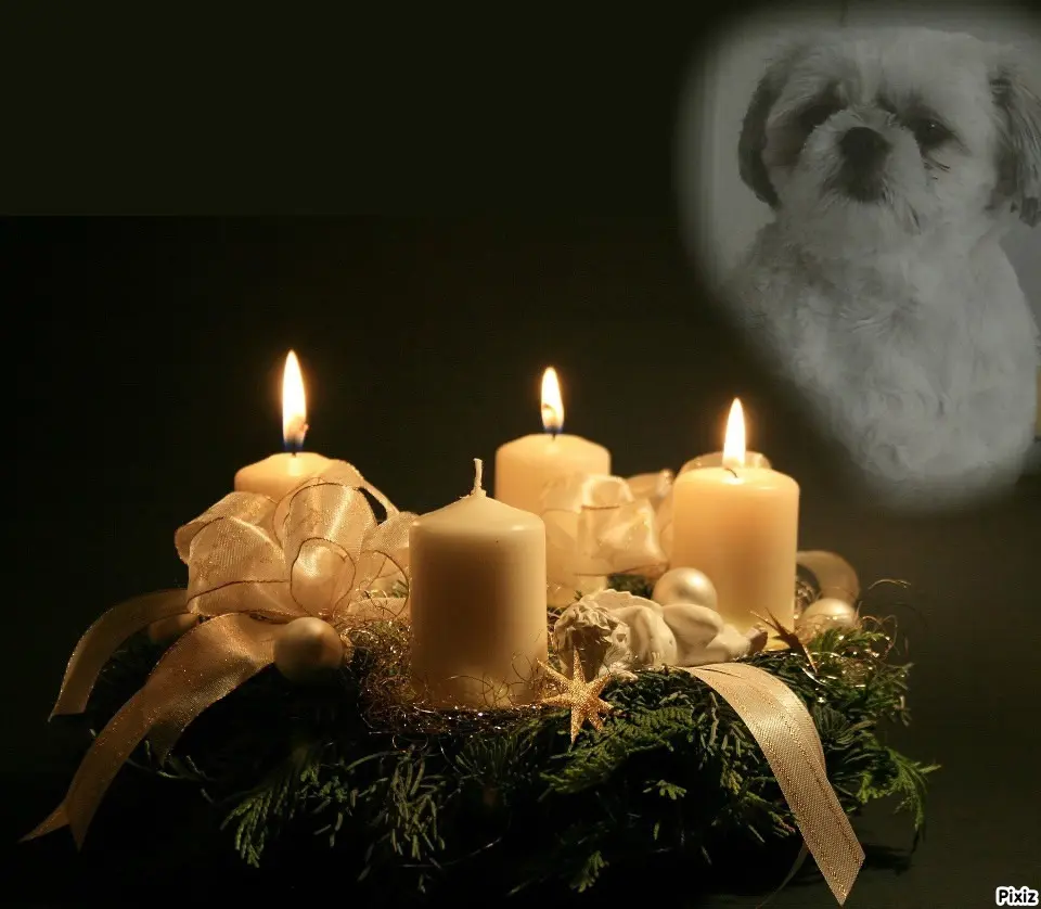 Condolence image of Tanja mit Timmy im Herzen 