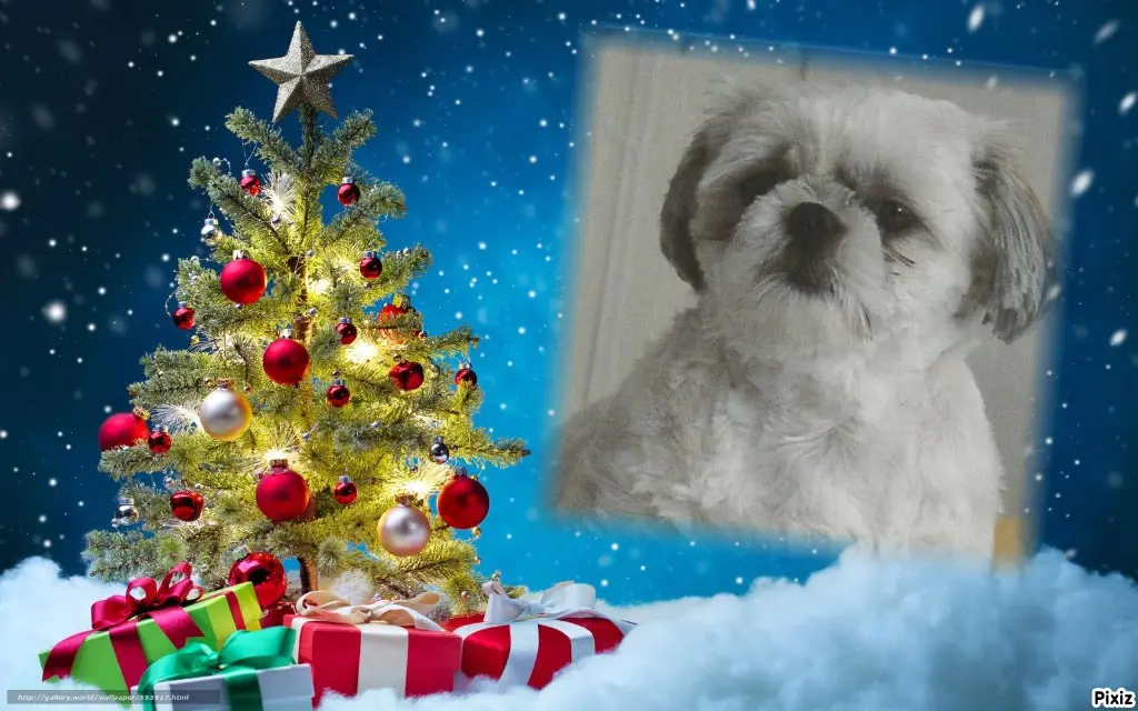 Condolence image of Tanja mit Timmy im Herzen 