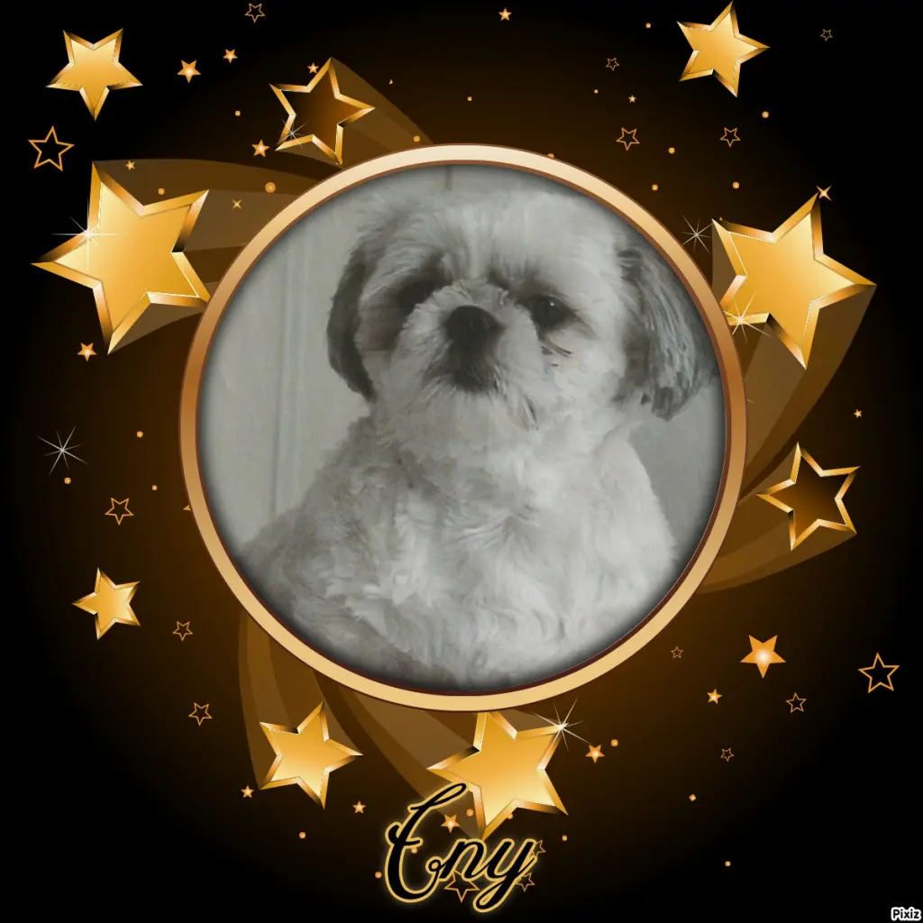 Condolence image of Tanja mit Timmy im Herzen 