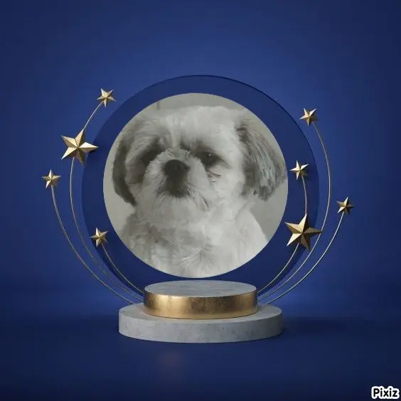 Condolence image of Tanja mit Timmy im Herzen 