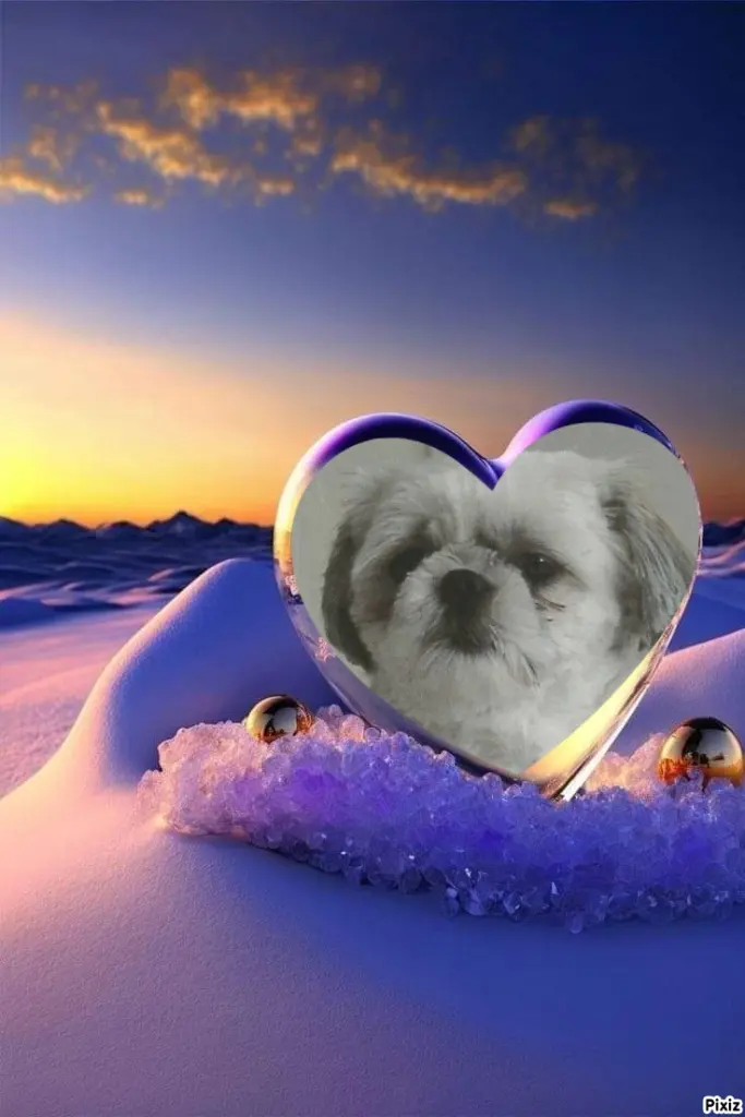 Condolence image of Tanja mit Timmy im Herzen 