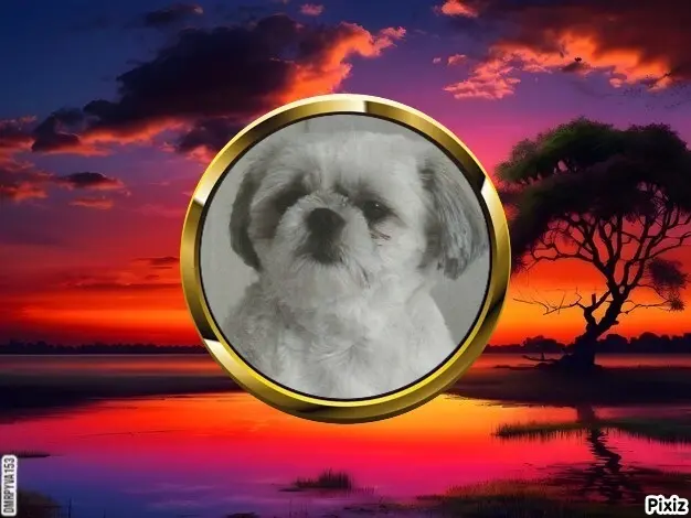 Condolence image of Tanja mit Timmy im Herzen 