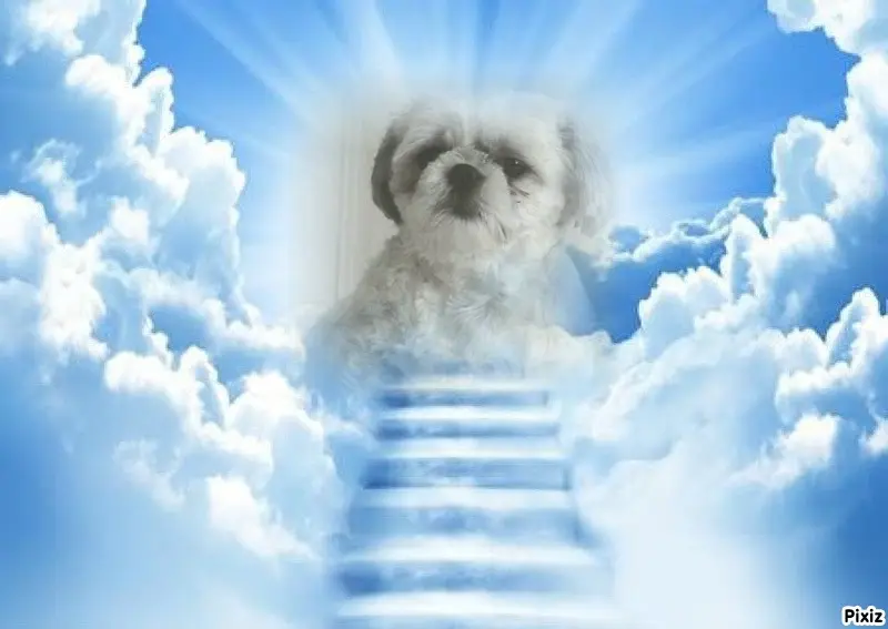 Condolence image of Tanja mit Timmy im Herzen 