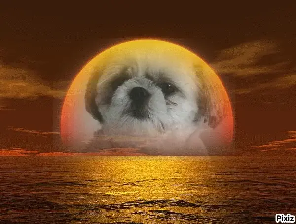 Condolence image of Tanja mit Timmy im Herzen 