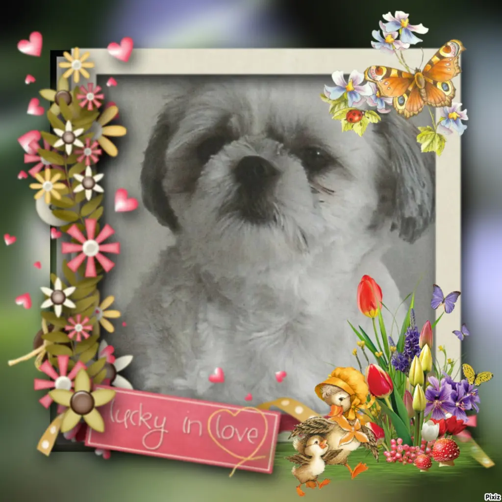 Condolence image of Tanja mit Timmy im Herzen