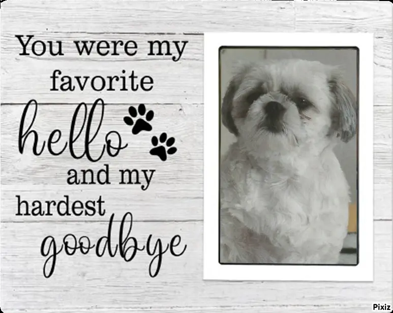 Condolence image of Tanja mit Timmy im Herzen