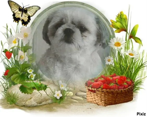 Condolence image of Tanja mit Timmy im Herzen