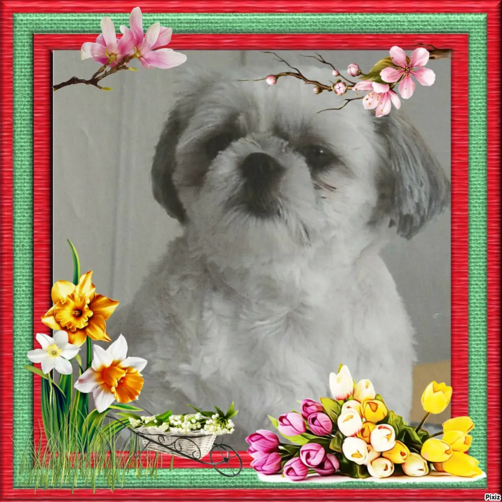 Condolence image of Tanja mit Timmy im Herzen