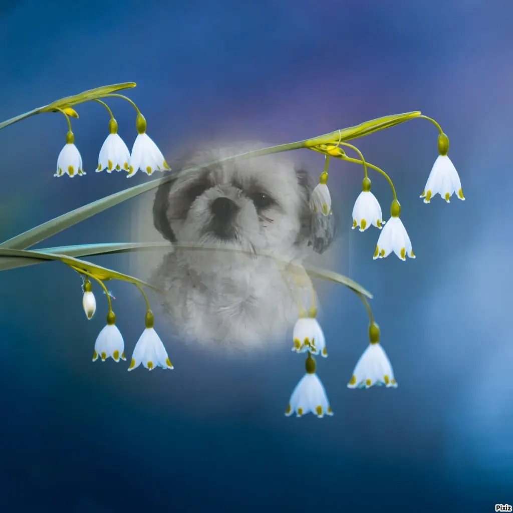 Condolence image of Tanja mit Timmy im Herzen