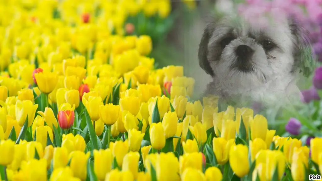 Condolence image of Tanja mit Timmy im Herzen