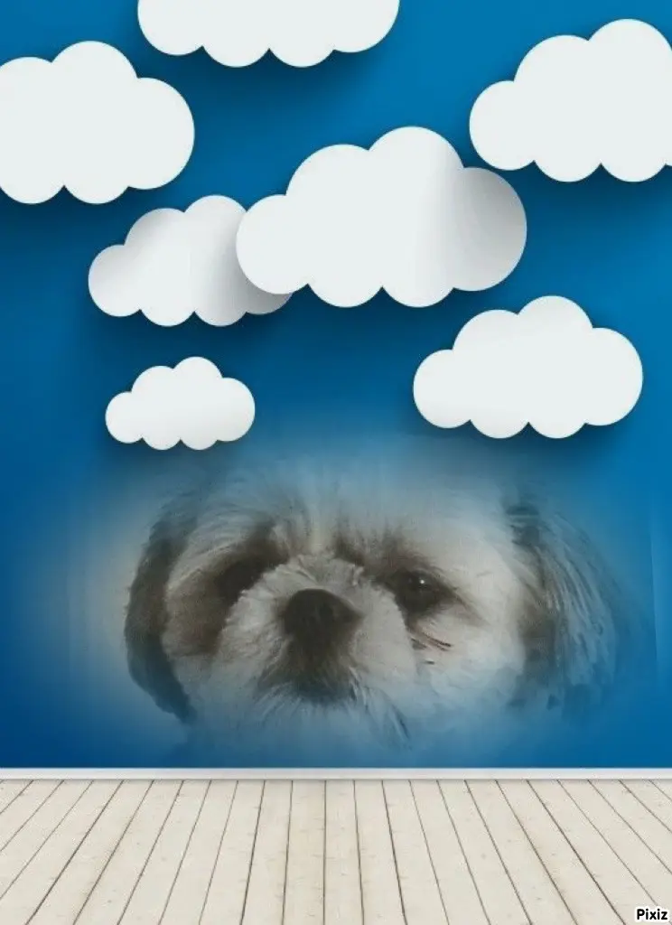 Condolence image of Tanja mit Timmy im Herzen