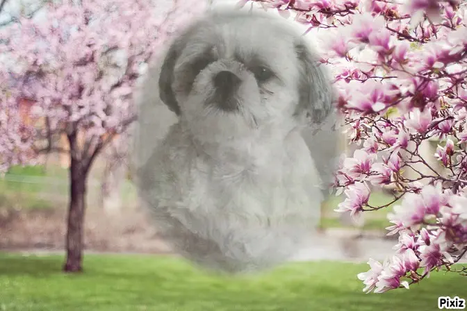 Condolence image of Tanja mit Timmy im Herzen