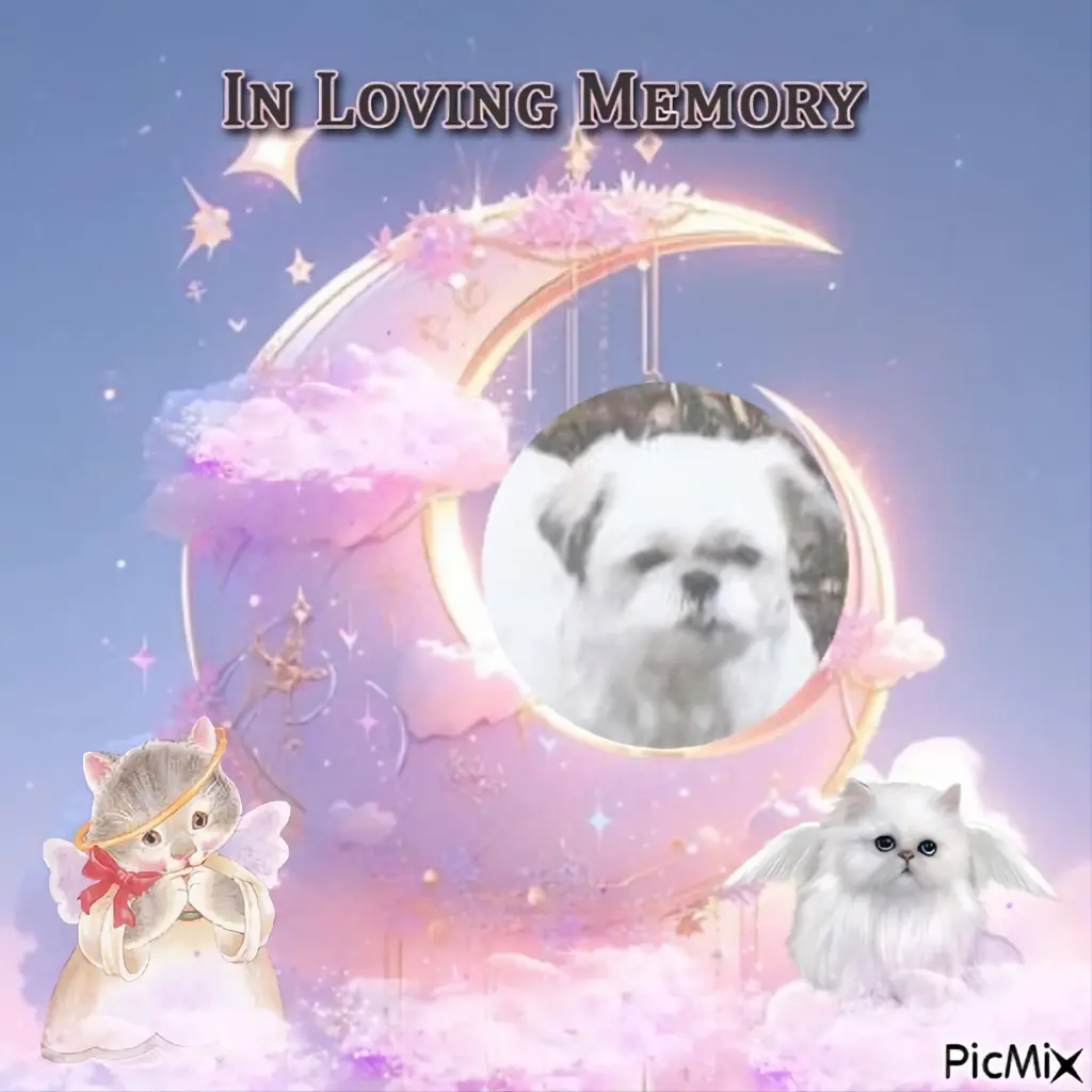 Condolence image of 4.Sternchen❤️Gedenktag❤️❤️❤️❤️