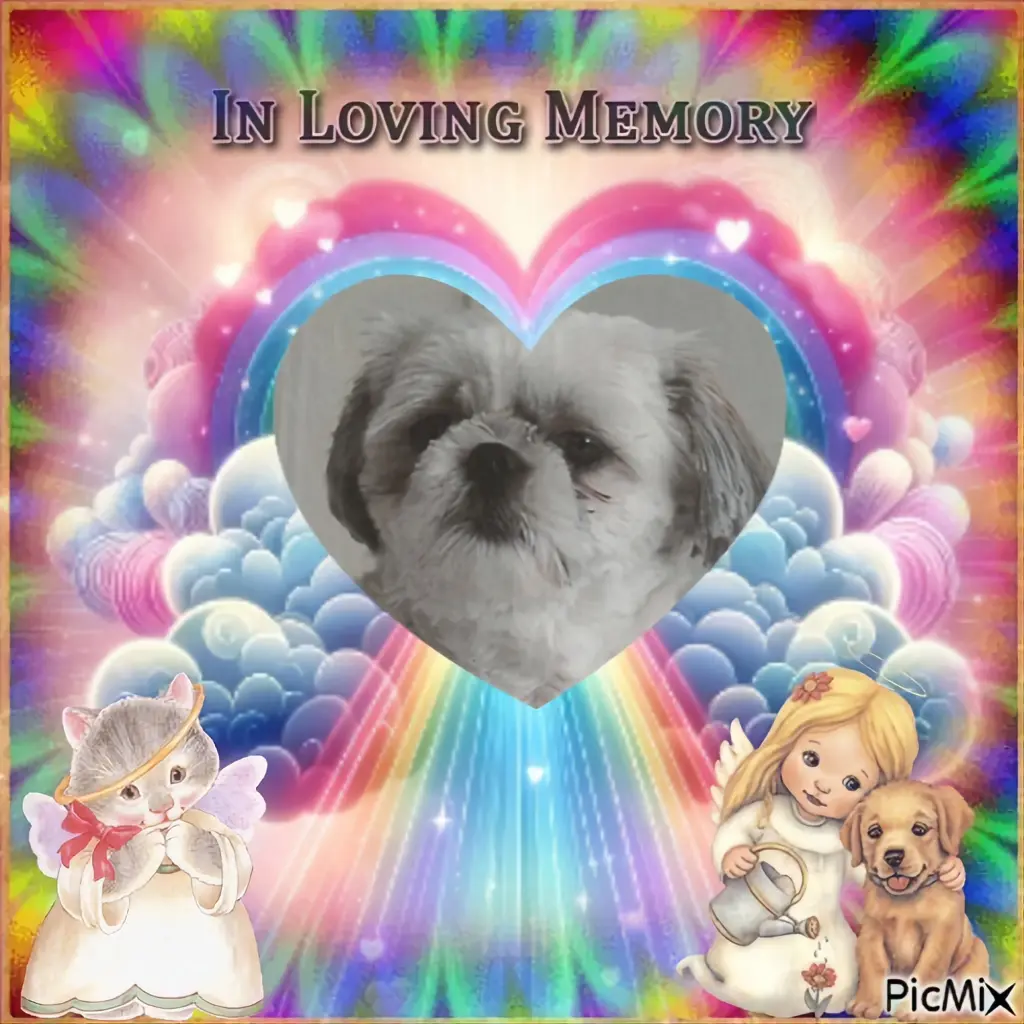 Condolence image of 5.Sternchen⭐️Gedenktag❤️❤️❤️❤️❤️