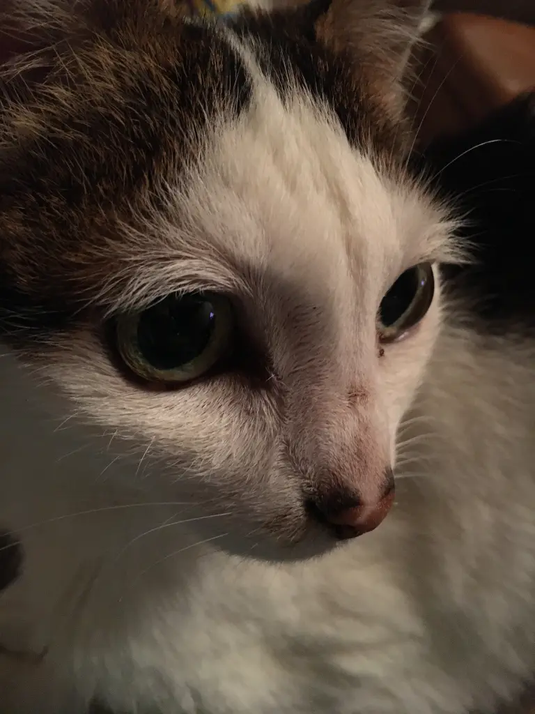 Image from Lucy