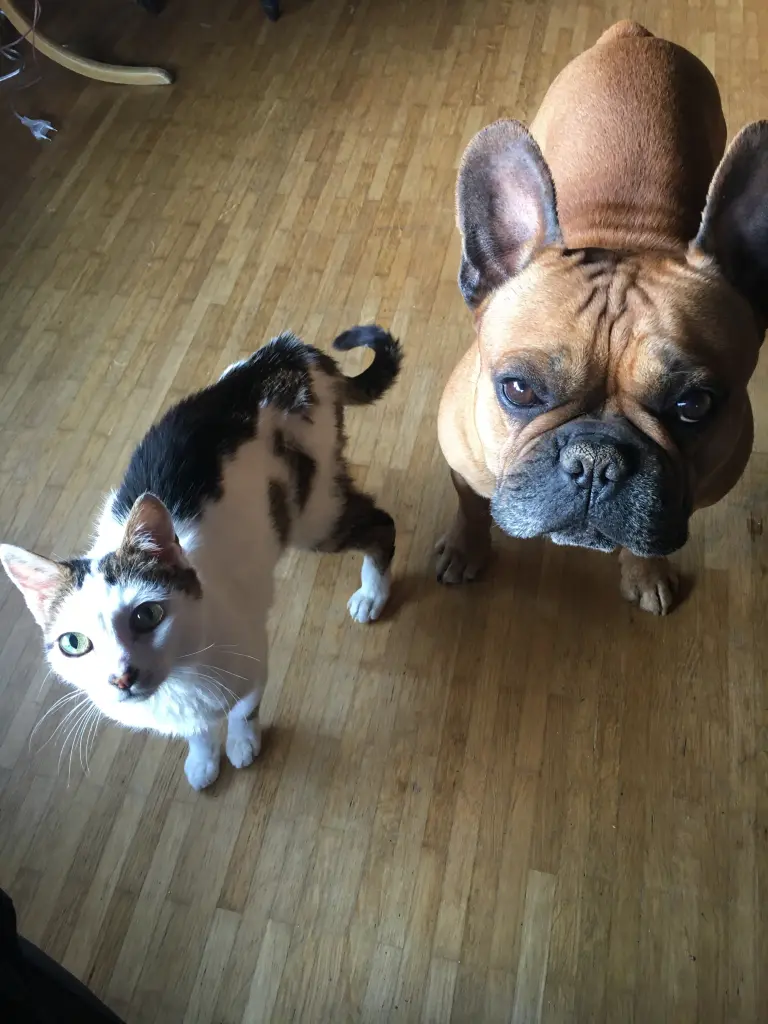 Image from Lucy
