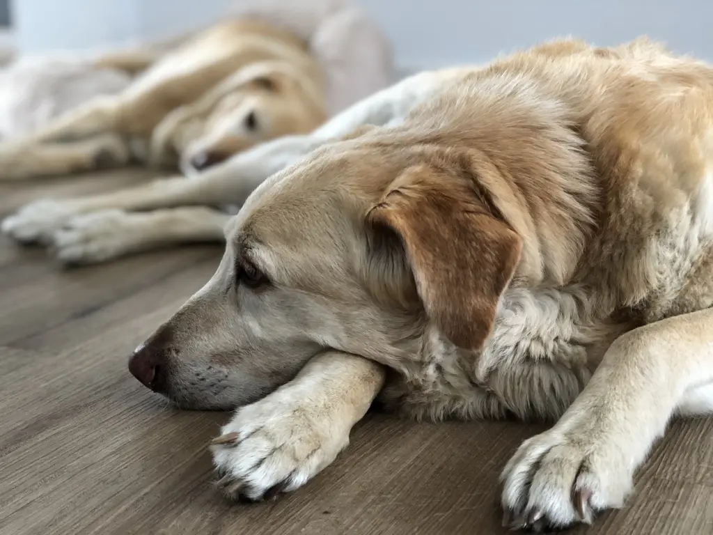 Image from Canela