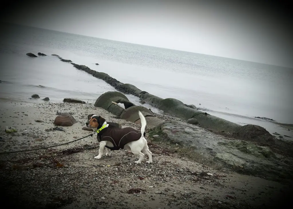 Image from Gismo