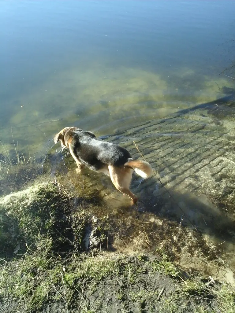 Image from Bonito
