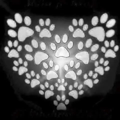 Condolence image of Sabine mit Luna & Milo tief im Herzen 