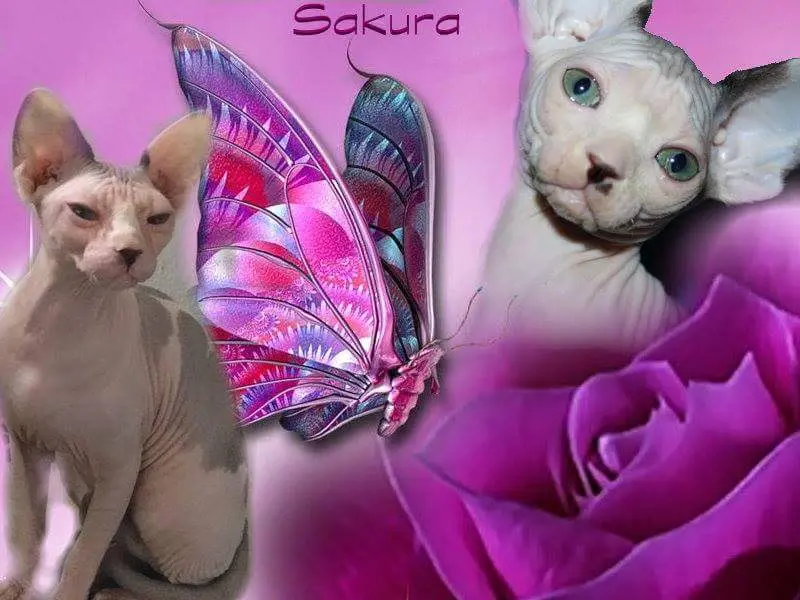 Image from Sakura