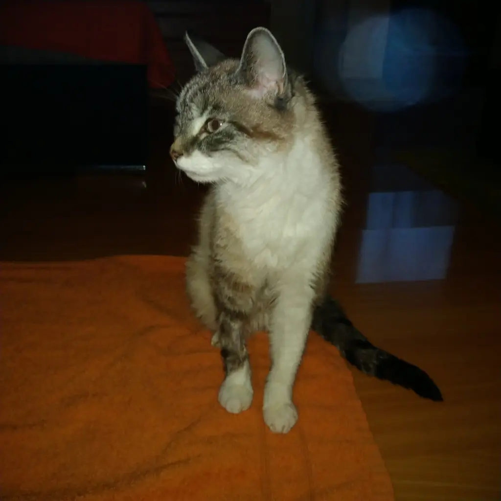 Image from Selina