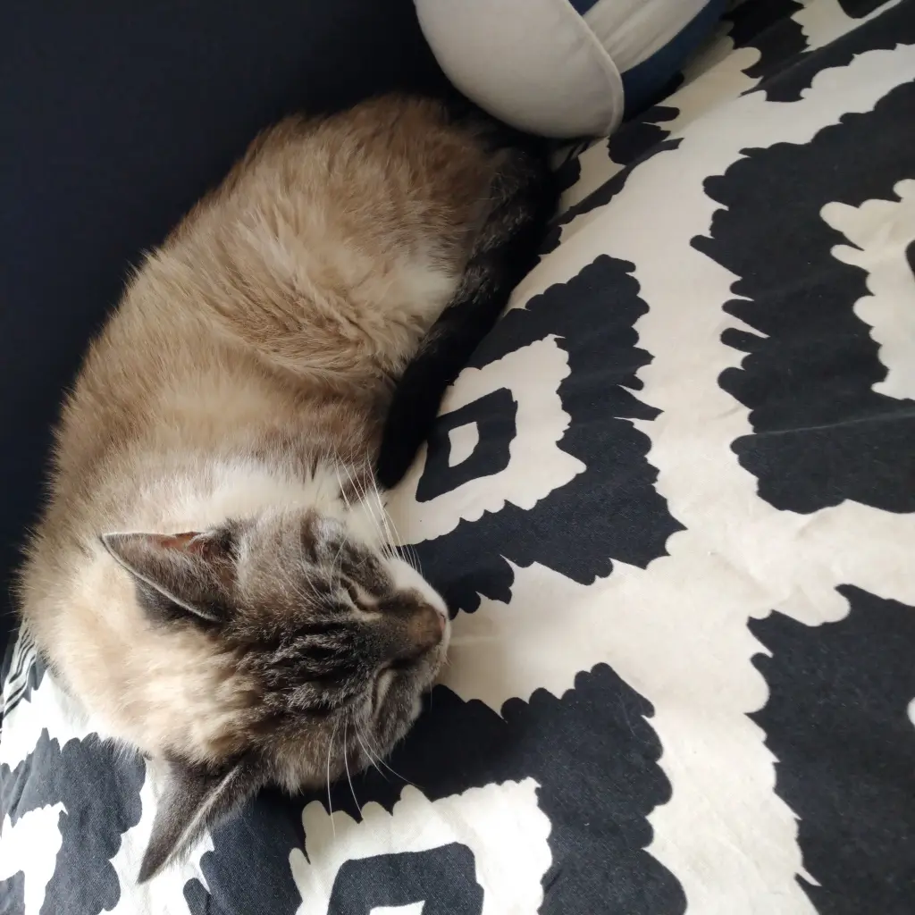 Image from Selina