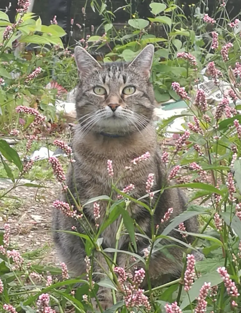 Image from Tigger
