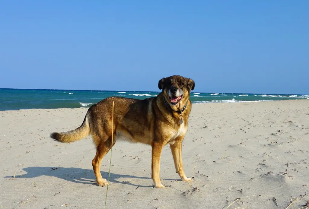 Image from Pandora