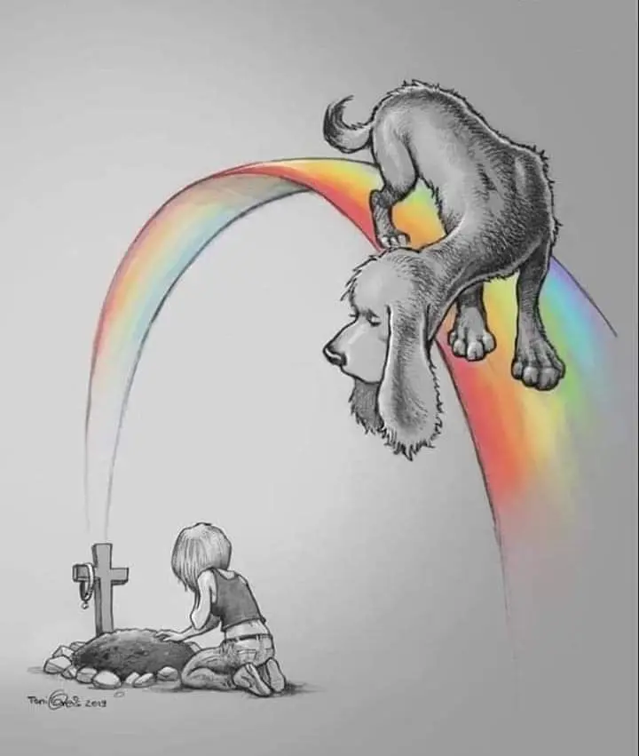 Condolence image of Sabine mit Luna & Milo tief im Herzen 