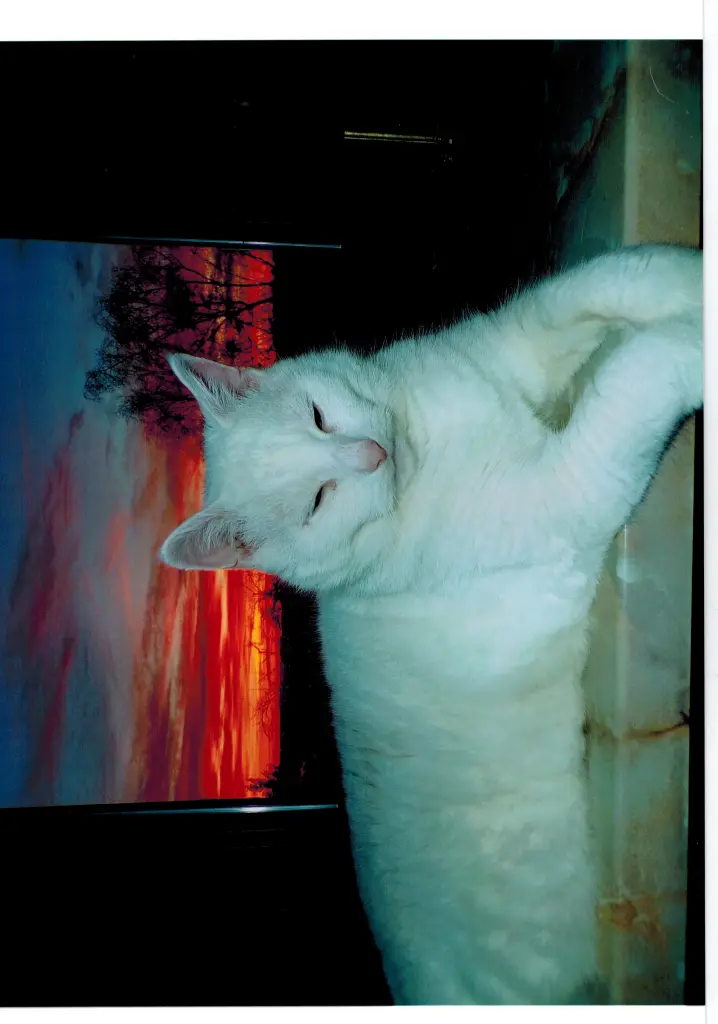 Bild von Coco