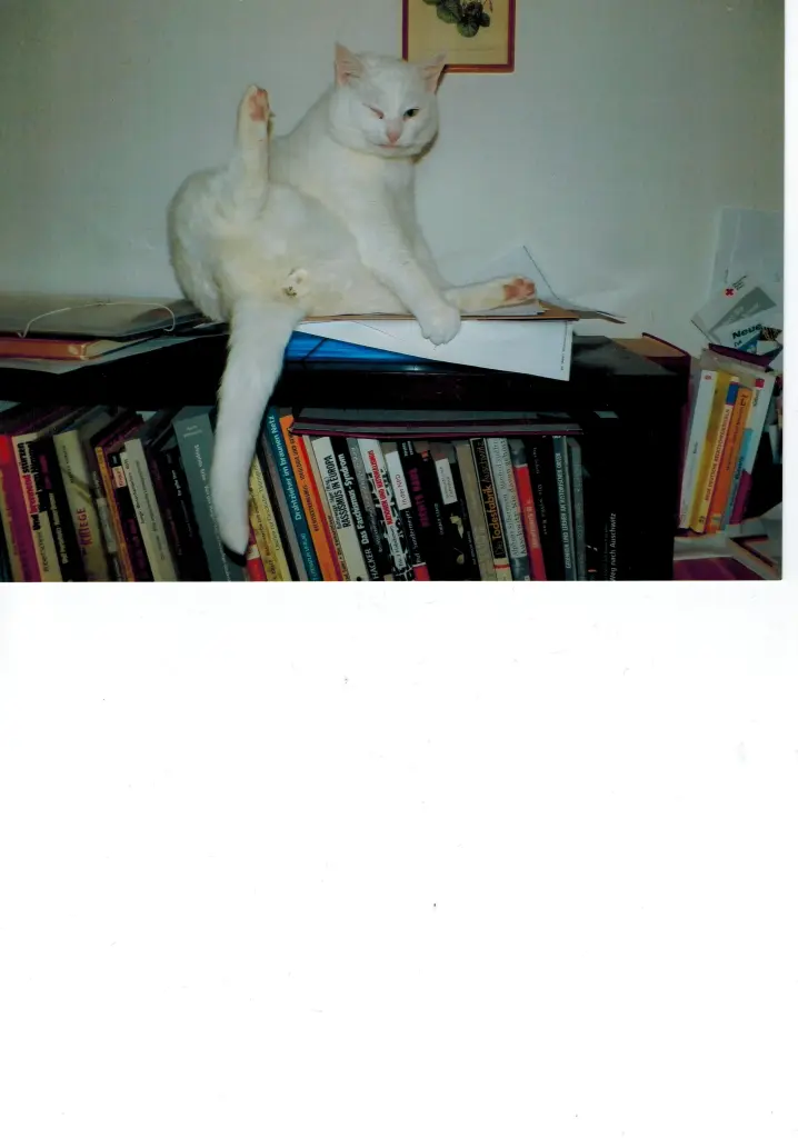 Bild von Coco