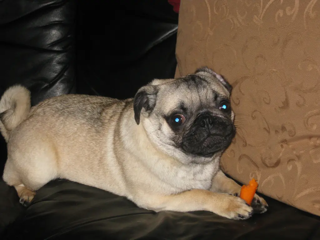 Condolence image of Bodo mit Percy