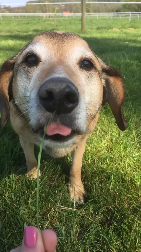 Image from Elvis