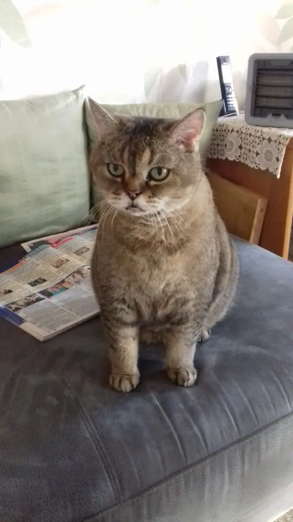 Image from Tango