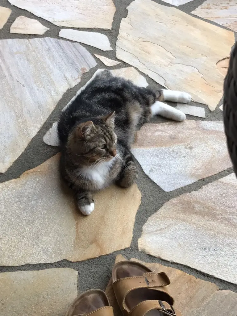 Image from Tiger
