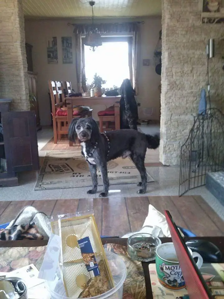 Image from Blacky