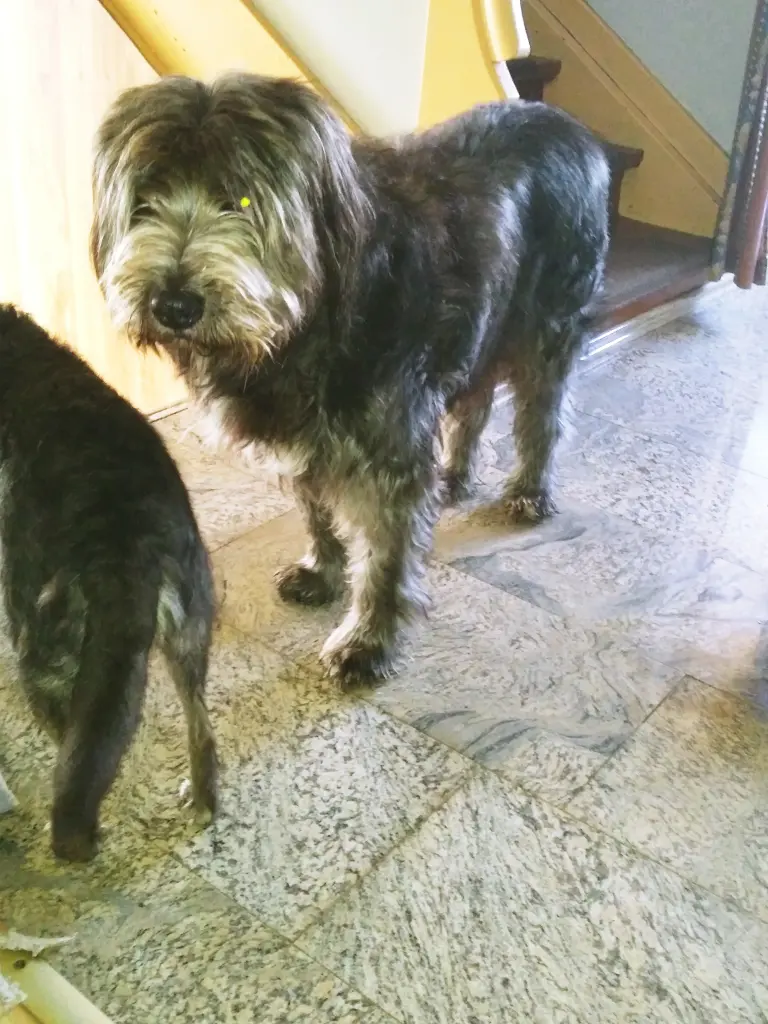 Image from Blacky