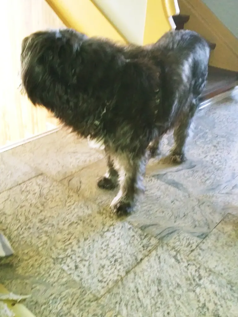Image from Blacky
