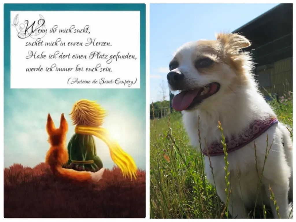 Condolence image of Norbert mit Seelenhund Sue