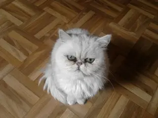 Condolence image of Stella