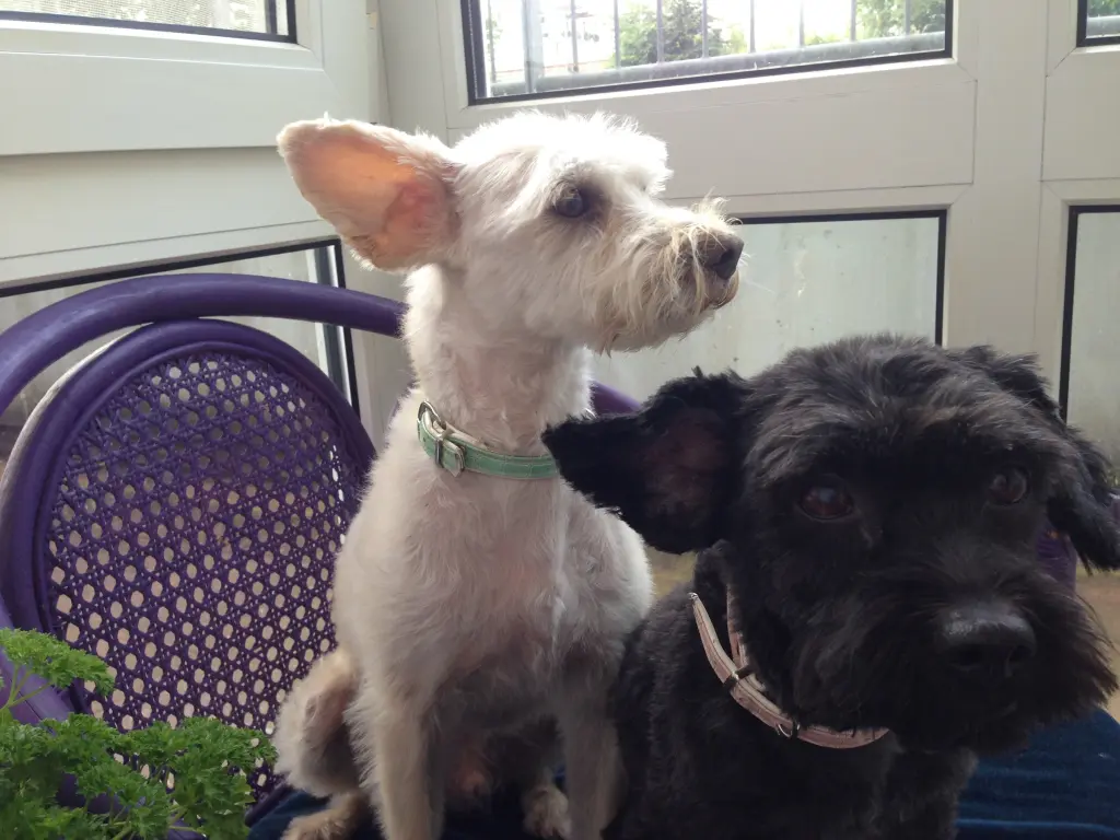 Image from Bonny