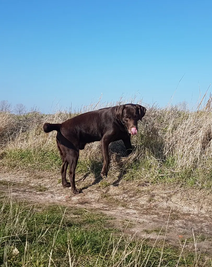 Andachtsbild von Silvana