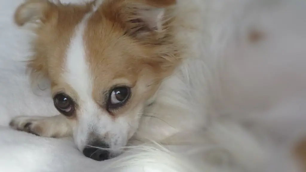 Condolence image of Norbert