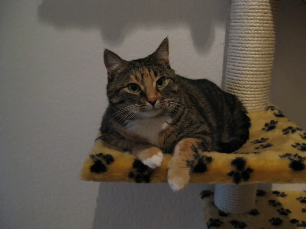 Image from Ginger