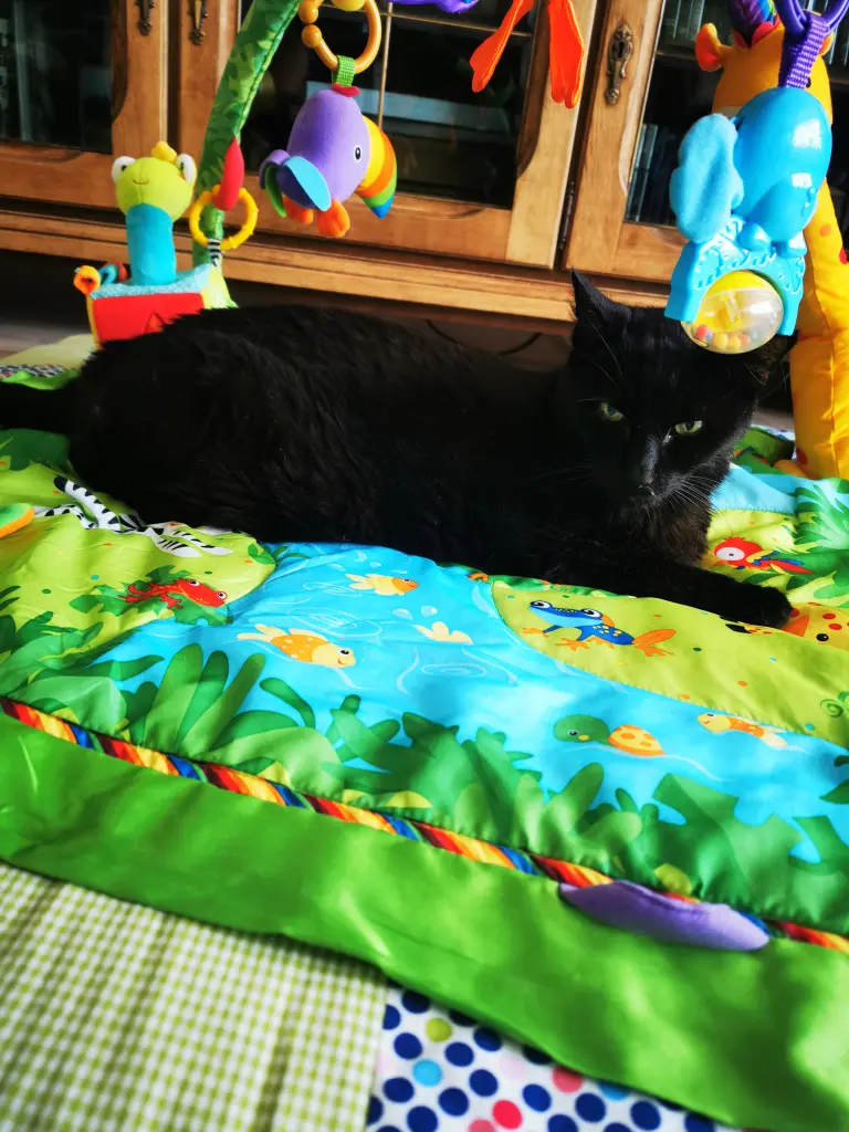 Image from Gizmo