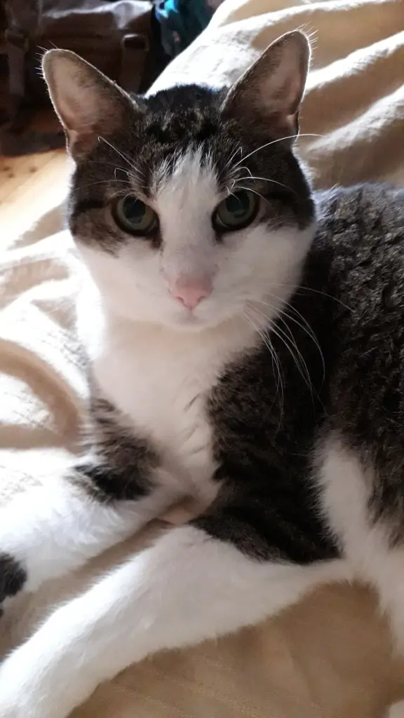 Bild von Kasimir