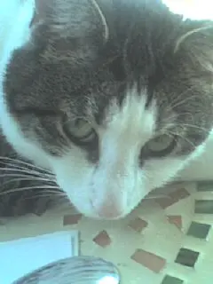 Bild von Kasimir