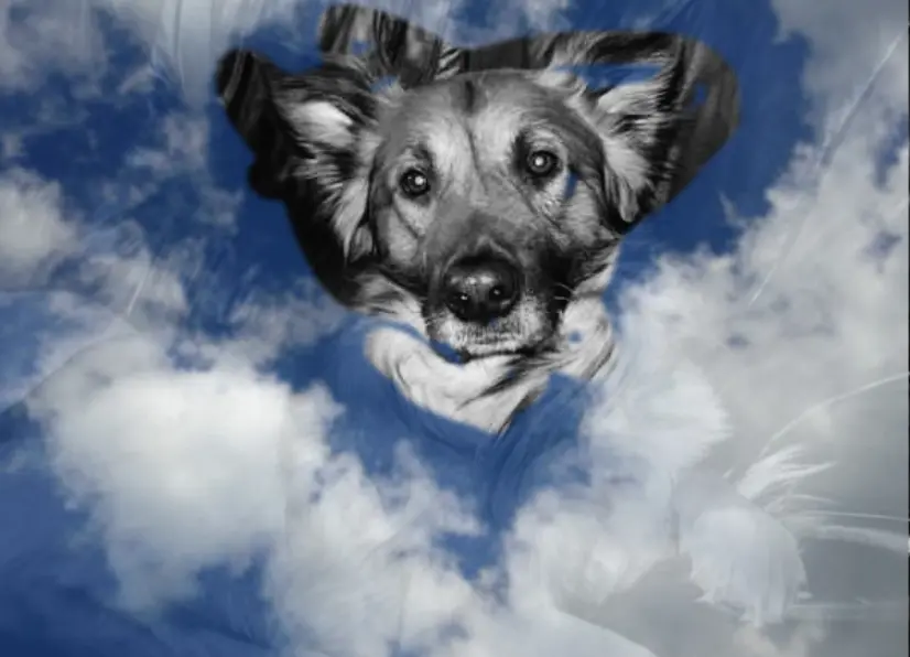 Condolence image of Sandra 