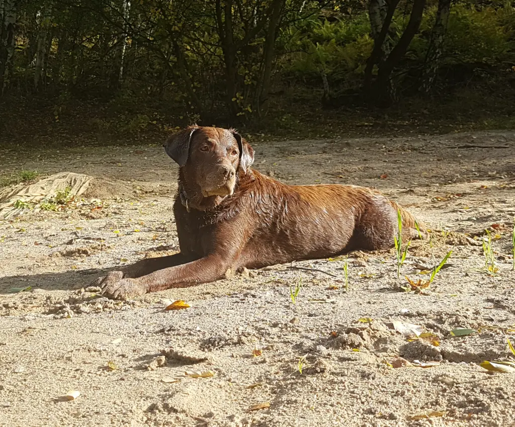 Andachtsbild von Silvana 